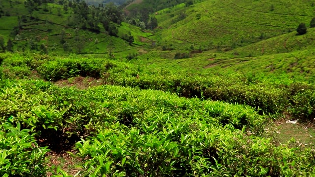 西山山麓的茶园视频素材