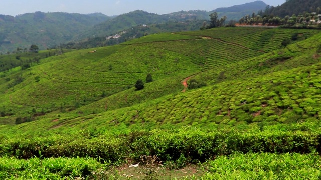 山上的茶园，天空明亮视频素材