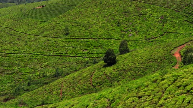 山坡上的茶园视频素材