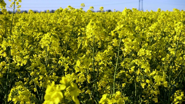 阳光灿烂的油菜田视频素材