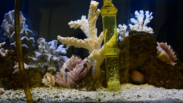 在淡水水族箱中清洗砾石视频下载