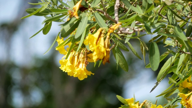 Handroanthus chrysotrichus花视频素材