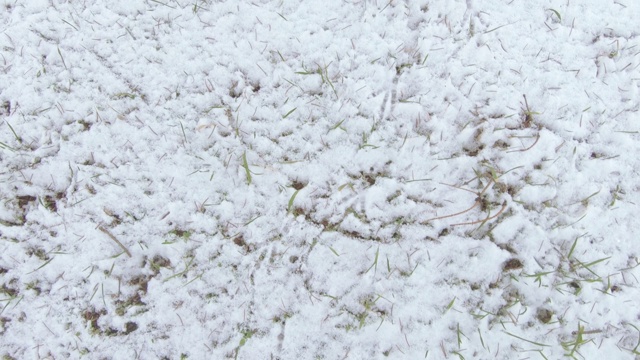 雪下的草坪草视频素材