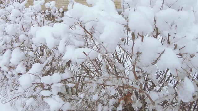 雪花飘落在灌木丛中视频素材