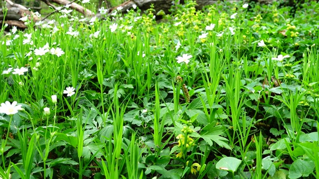 花开在春天的森林里。视频素材