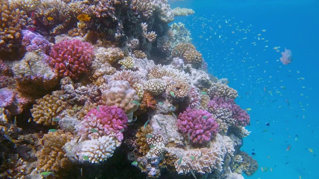 埃及的拉哈米湾，美丽的珊瑚礁上有海洋生物和许多热带鱼视频素材