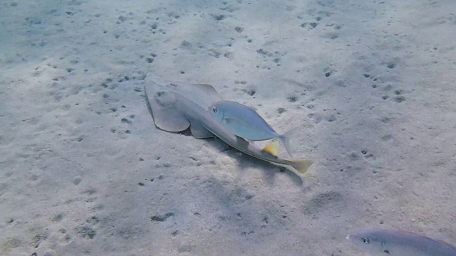 红海的Halavi guitarfish(劳塔古斯哈拉维)-拉米湾-自然火星-埃及视频素材