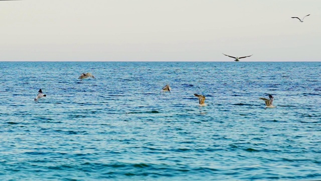 成群的海鸥漂浮在海上视频素材