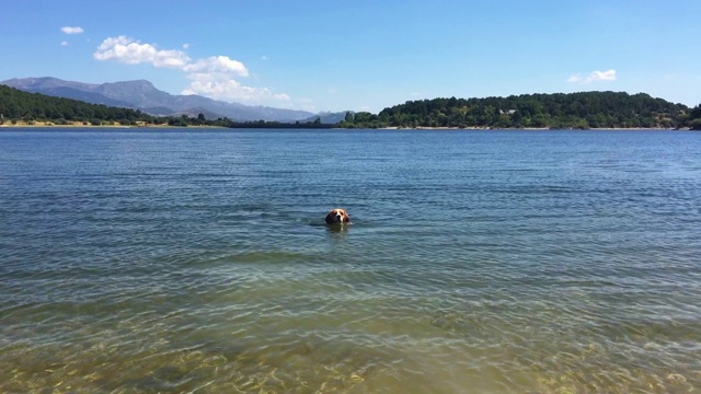 小狗白天在湖里游泳视频素材