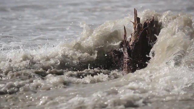 潮湿的树干和破碎的热带海滩岛屿的海浪。海的天气。大自然的力量。拍摄于洪水前的沿海地区。视频素材