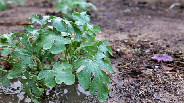 西瓜果实在田间种植后浇水。视频素材