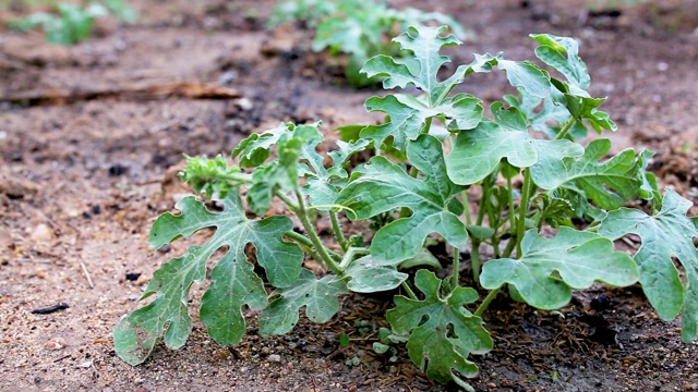 西瓜果实在田间种植后浇水。视频素材