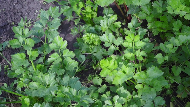 芹菜的特写植物。在户外种植香料芹菜视频素材