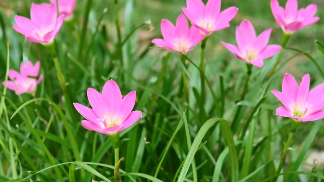 粉色雨莉莉视频素材