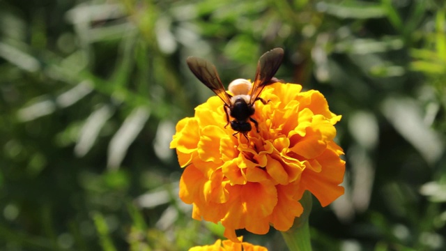 蜜蜂把花粉采集到花里视频素材