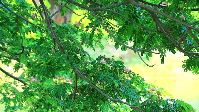 树枝在表面和模糊池塘背景视频素材