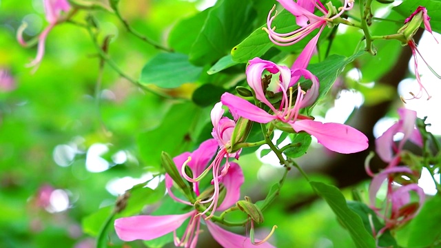 紫兰花、紫紫荆粉花在花园里盛开视频素材