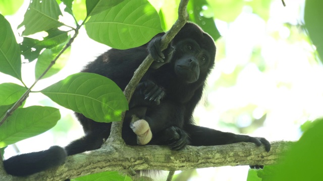 吼猴(Alouatta palliata)坐在哥斯达黎加森林的树上视频素材