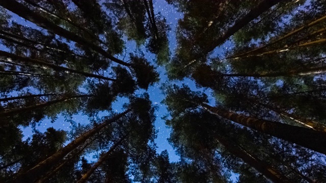 月光照耀下的松树林中星夜-时间流逝视频下载