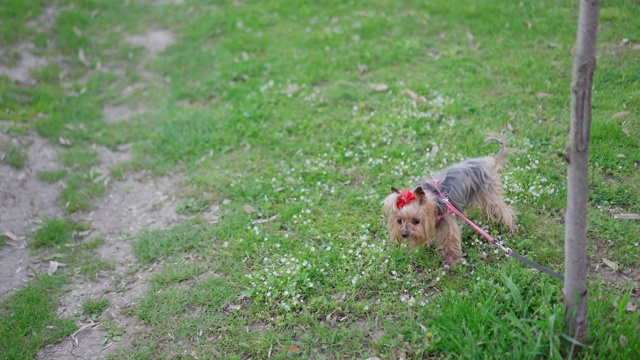 遛狗时牵着约克郡犬视频素材