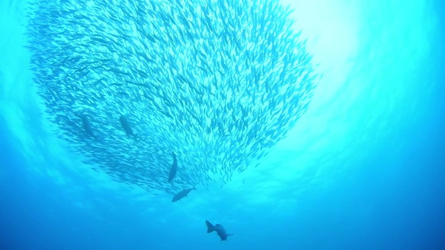 藤川丸，水下破坏，泻湖卡车，Chuuk Micronesia视频素材