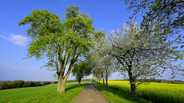 德国巴伐利亚州奥登瓦尔德的Neudorf, Amorbach，春天的树大道视频素材