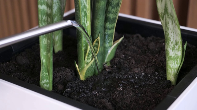 一个女孩在用水浇灌一株室内植物。木墙的背景。视频下载