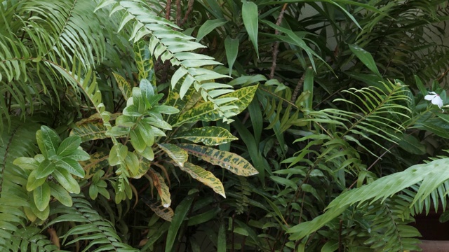 明亮多汁的热带植物后院。视频下载