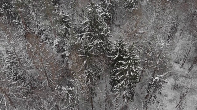 冬季在森林中被积雪覆盖的针叶树和落叶树上起飞视频素材