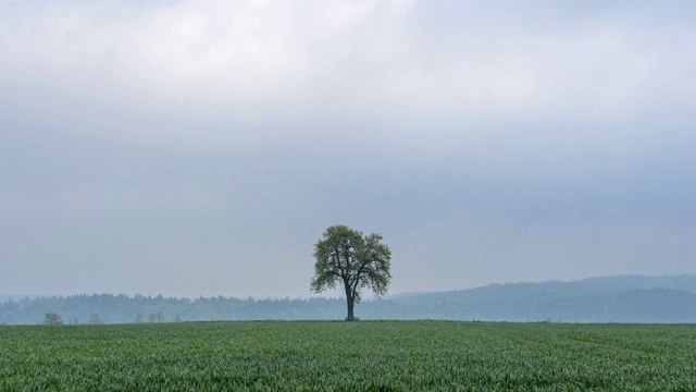 风景中孤独的树，维尔布伦，Michelstadt，奥登瓦尔德，黑塞，德国视频素材