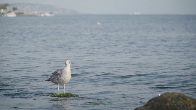 海鸥在悠长的日子里，在波涛汹涌的海面上，在长满青苔的岩石上等候视频素材