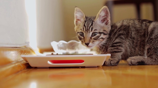小猫吃视频素材