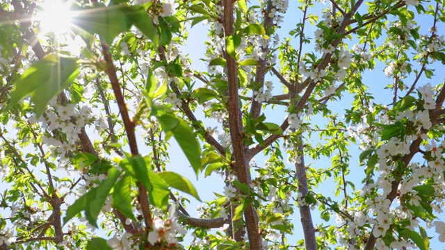 树花在春天开花视频素材