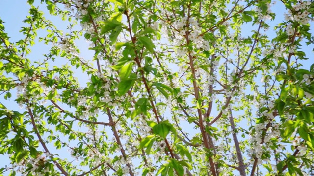 树花在春天开花视频素材