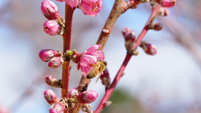 蜜蜂在树上开花视频素材