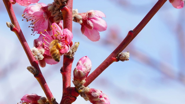 蜜蜂在树上开花视频素材