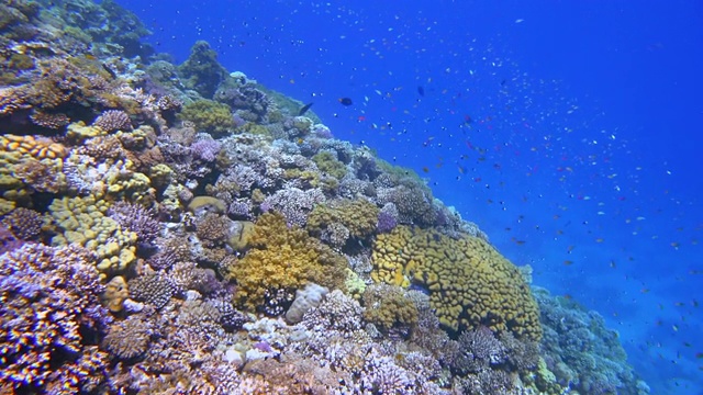 美丽的珊瑚礁上的海洋生物和许多热带鱼在红海-马萨阿拉姆-埃及视频素材