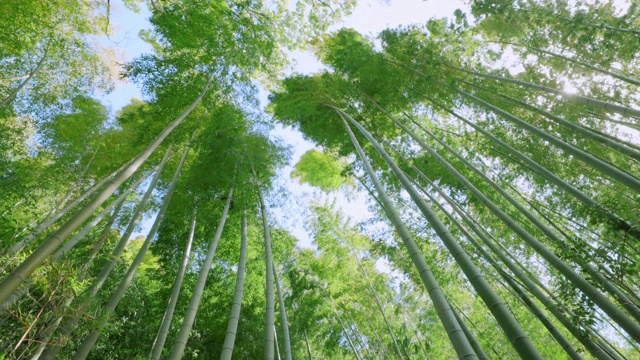 翠绿的竹林在风中摇曳视频素材