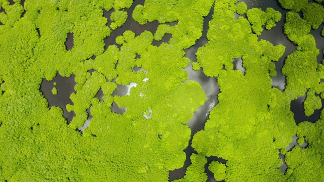 红树林和河流鸟瞰图视频素材