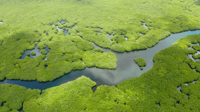 红树林和河流鸟瞰图视频素材