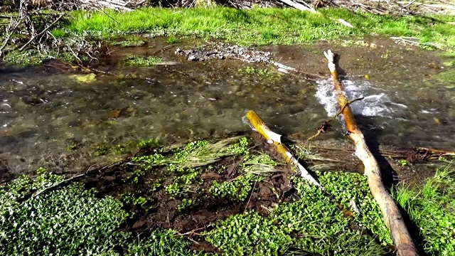 两根棍子在水里视频素材