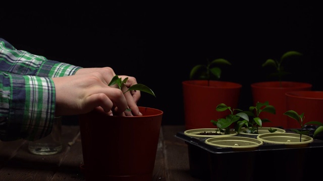 人们用玻璃瓶在棕色花盆中浇灌植物，把瓶子放好，拿起一把泥铲往花盆里加土，然后用手平整和夯实土壤视频下载