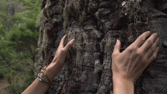 近距离的女人触摸一个巨大的树皮的老橡林在一个森林视频素材