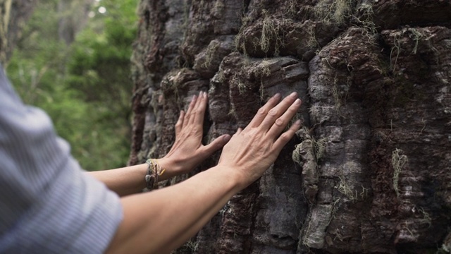 近距离的女人触摸一个巨大的树皮的老橡林在一个森林视频素材