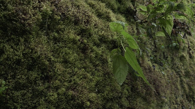 水滴漂浮在绿色植物上视频素材