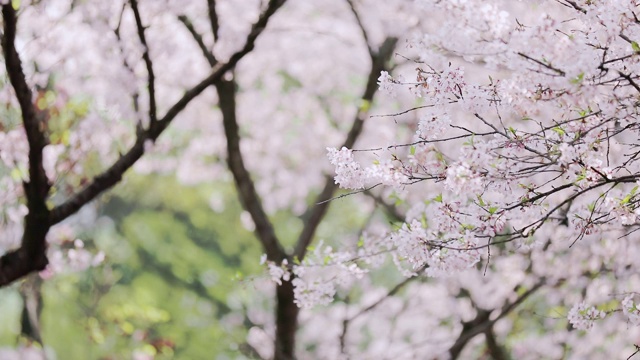 樱花落花的慢镜头视频素材