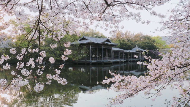 樱花落花的慢镜头视频素材