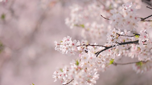 樱花落花的慢镜头视频素材