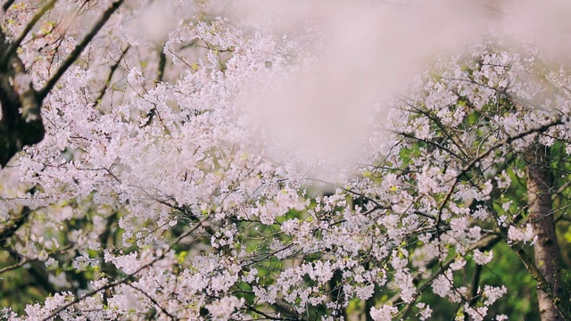 樱花落花的慢镜头视频素材