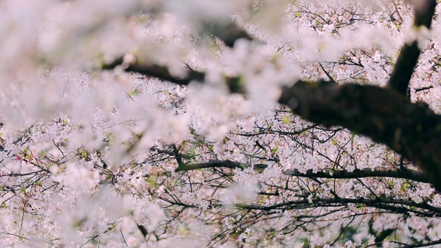 樱花落花的慢镜头视频素材